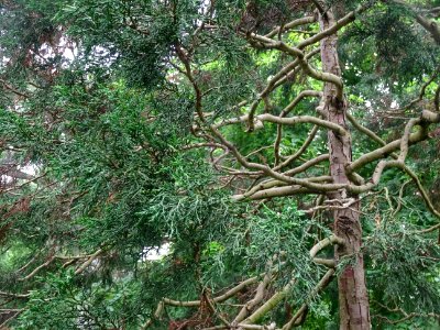 Tronc, branches et rameaux du Cyprès du Japon ou Hinoki fa… 