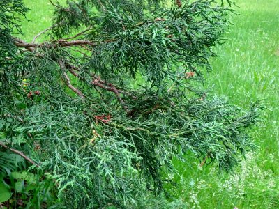 Rameaux du Cyprès du Japon ou Hinoki faux-cyprès, Chamaecy… 