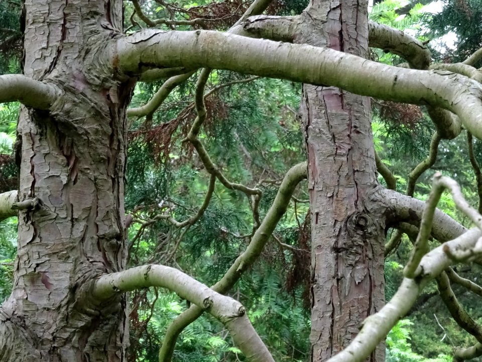 Troncs et branches du Cyprès du Japon ou Hinoki faux-cyprè… 