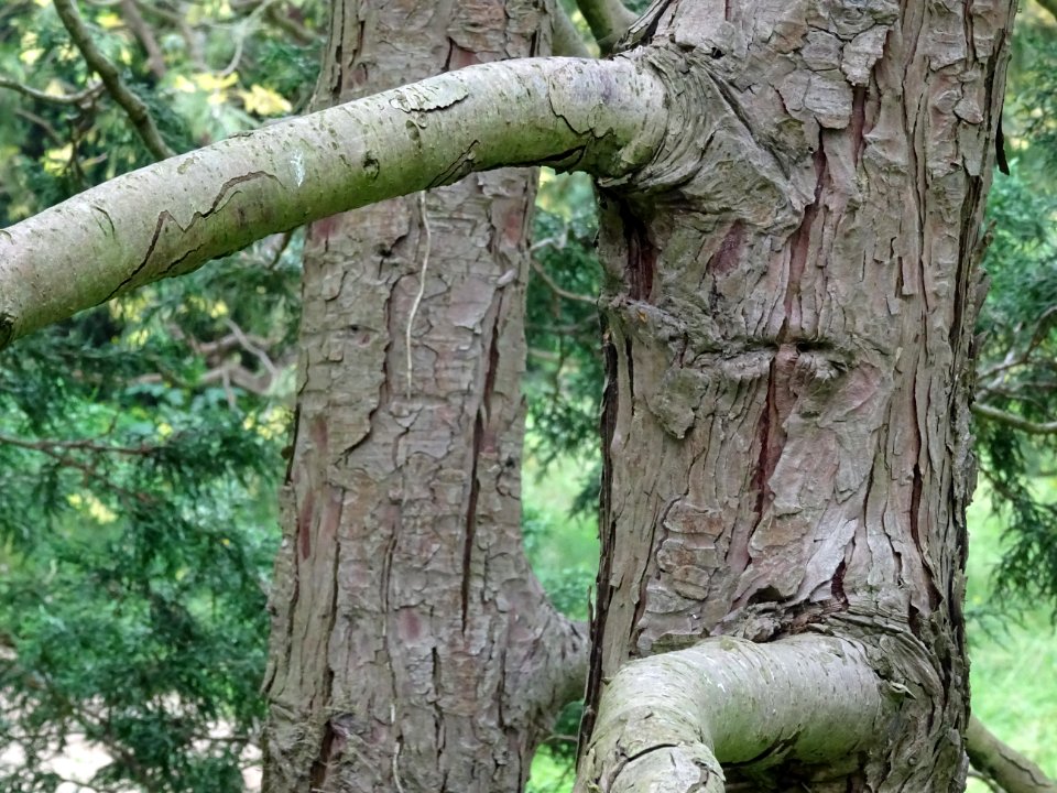 Troncs et branches du Cyprès du Japon ou Hinoki faux-cyprè… 