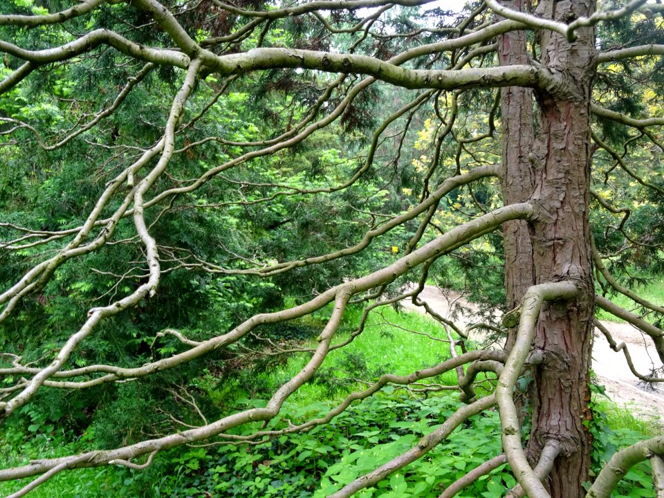 Tronc et branches tordues du Cyprès du Japon ou Hinoki fau… 