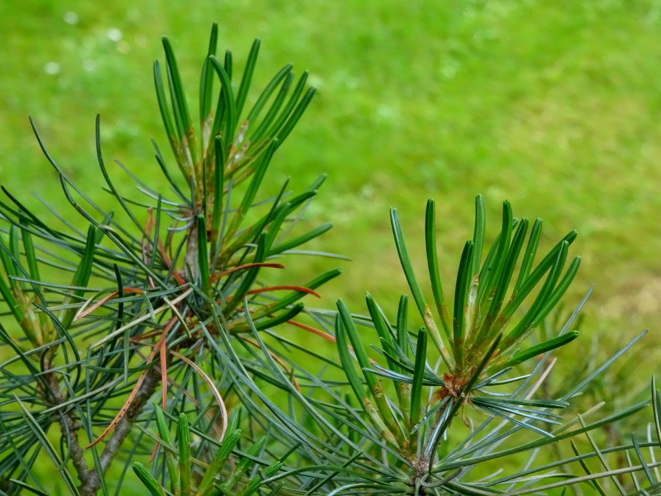 Jeunes aiguilles du Pin blanc du Japon, Pinus parviflora, … 
