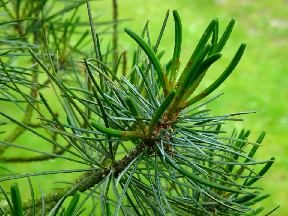 Jeunes aiguilles du Pin blanc du Japon, Pinus parviflora, … 
