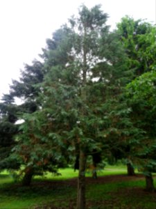Cyprès de Lawson, Chamaecyparis lawsoniana, Cupressacées 