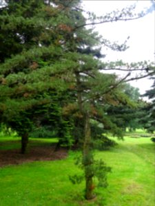 Pin blanc du Japon, Pinus parviflora, Pinacées 