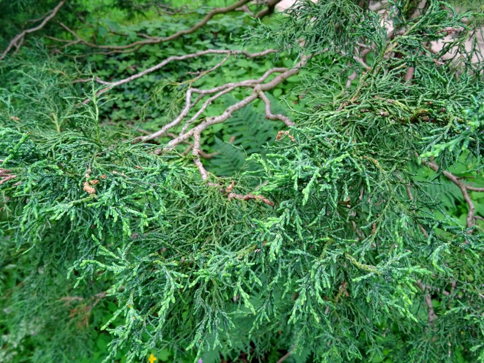 Rameaux du Cyprès du Japon ou Hinoki faux-cyprès, Chamaecy… 