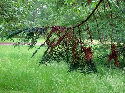 Rameaux secs et verts du Cyprès de Lawson, Chamaecyparis l… 
