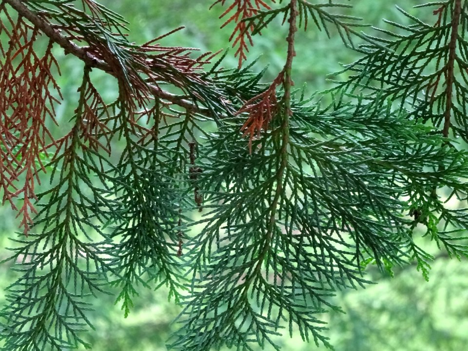 Rameaux secs et verts du Cyprès de Lawson, Chamaecyparis l… 
