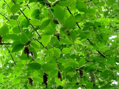 Fruits immatures vert pâle et châtons pendants du Charme-h… 