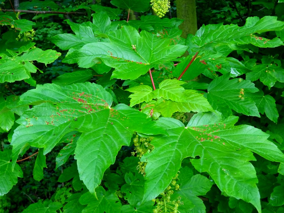 Feuilles et grappes de fleurs, Erable sycomore, Acer pseud… 