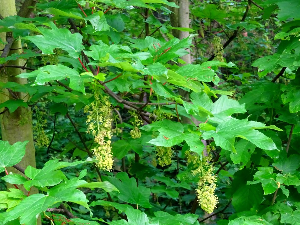 Feuilles et grappes de fleurs, Erable sycomore, Acer pseud… 