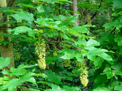 Feuilles et grappes de fleurs, Erable sycomore, Acer pseud… 