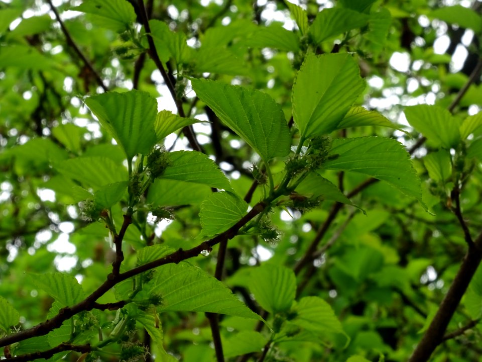Feuilles et fruits du Mûrier noir, Morus nigra, Moracées 