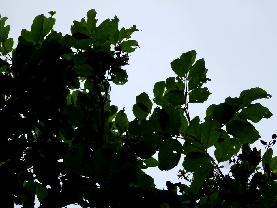 Feuilles du Frêne à fleurs ou Orne, Fraxinus ornus, Oléacé… 