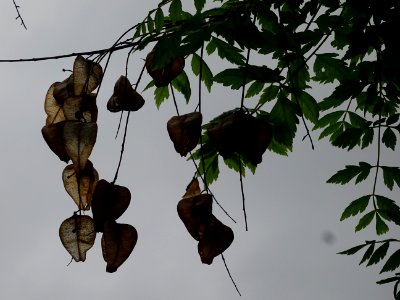 Capsules automnales du Savonnier, Koelreuteria paniculata,… 