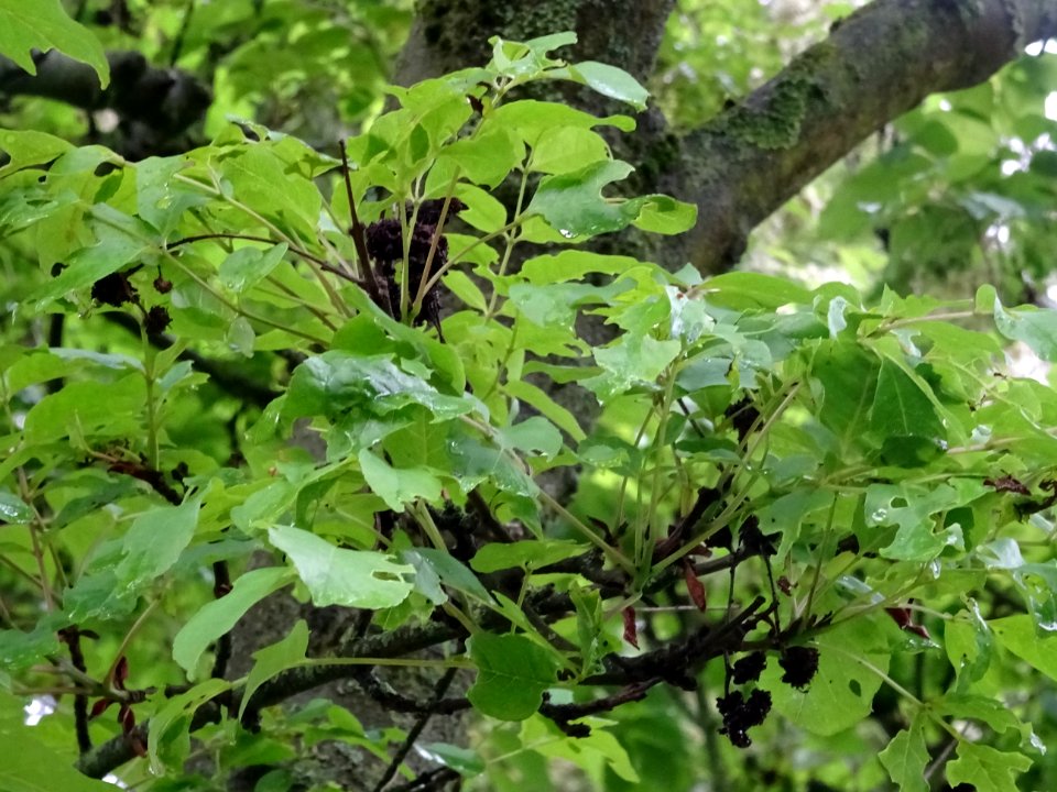 Feuilles du Frêne à fleurs ou Orne, Fraxinus ornus, Oléacé… 