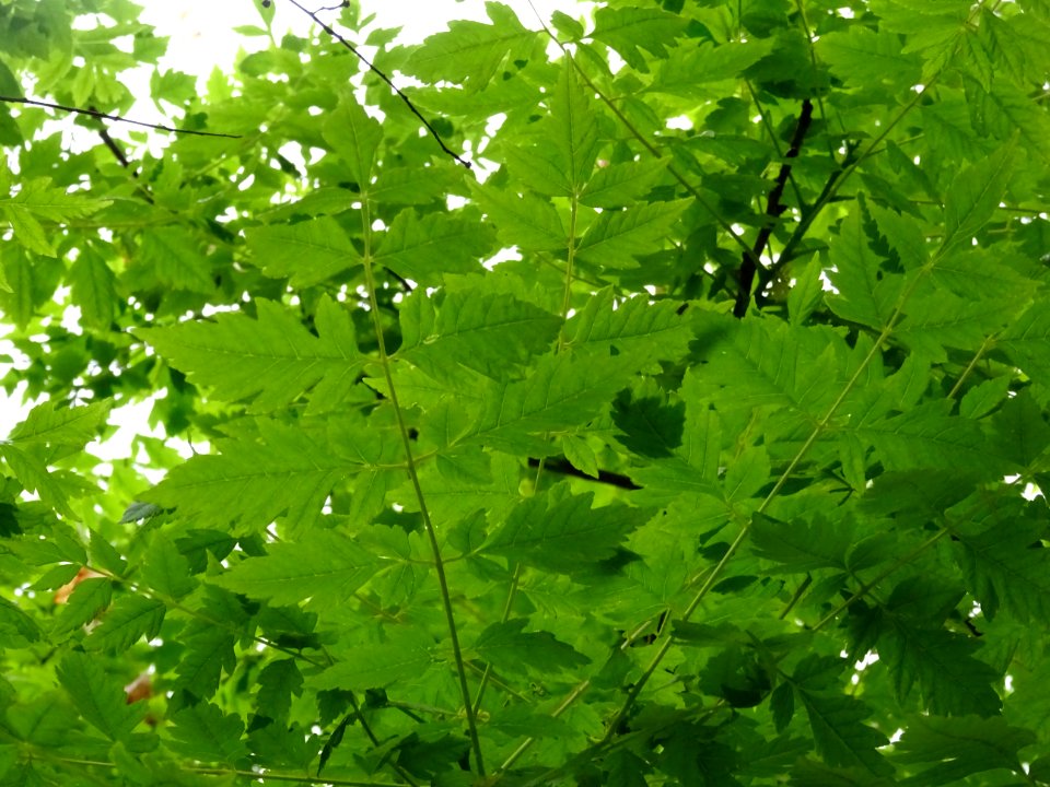 Feuilles du Savonnier, Koelreuteria paniculata, Sapindacée… 