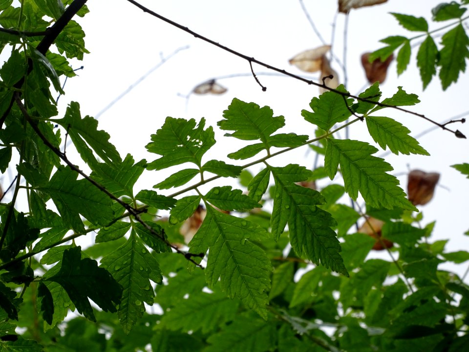 Feuilles du Savonnier, Koelreuteria paniculata, Sapindacée… 