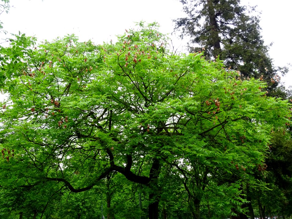 Savonnier, Koelreuteria paniculata, Sapindacées 