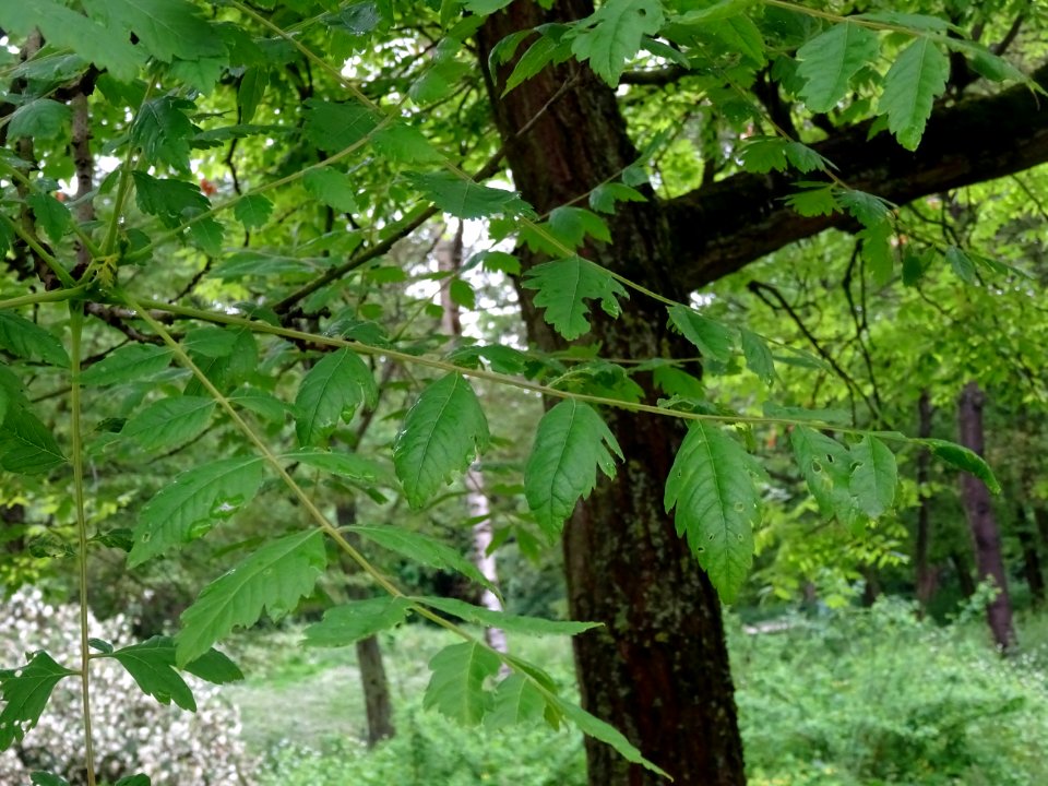 Feuilles du Savonnier, Koelreuteria paniculata, Sapindacée… 