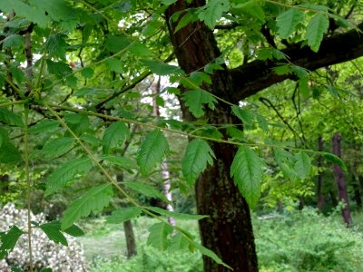 Feuilles du Savonnier, Koelreuteria paniculata, Sapindacée… 