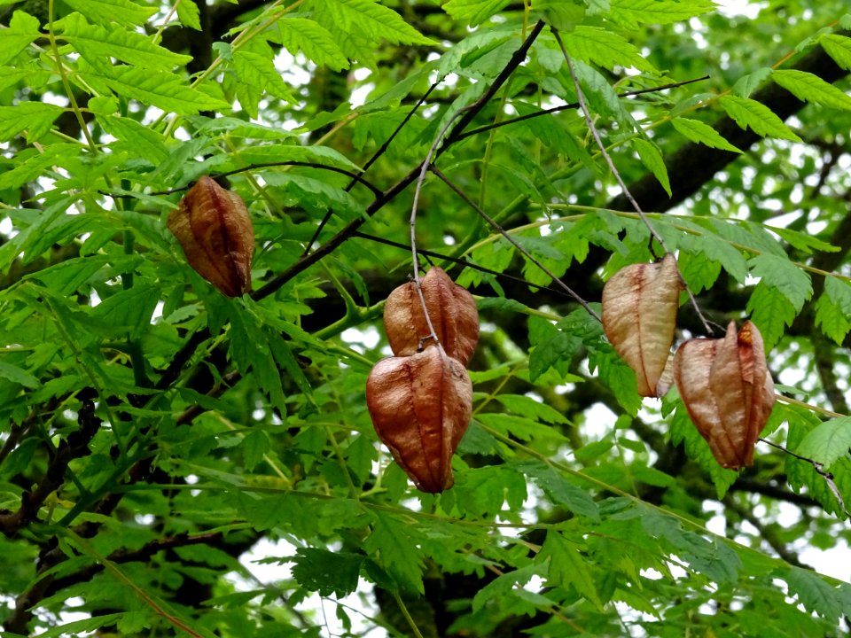 Capsules automnales du Savonnier, Koelreuteria paniculata,… 