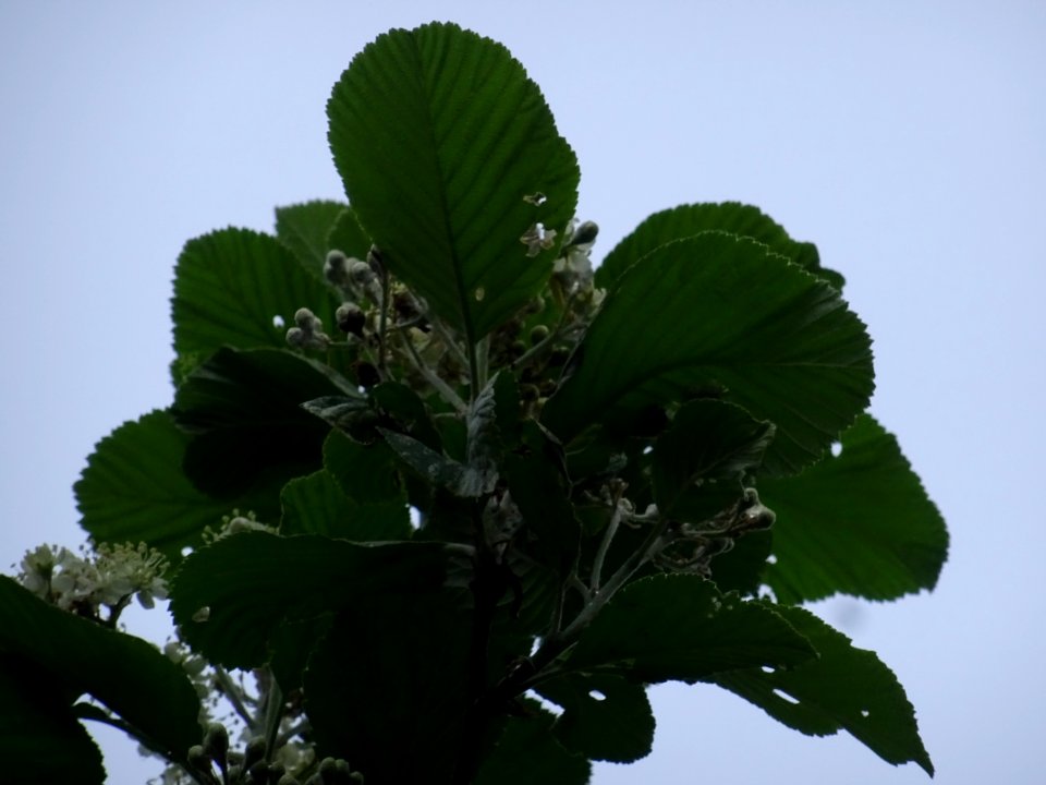 Feuilles et fleurs de l' Alisier blanc, Sorbus aria, Rosac… 