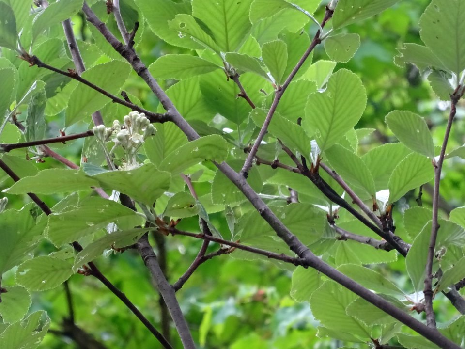 Feuilles et fleurs de l' Alisier blanc, Sorbus aria, Rosac… 