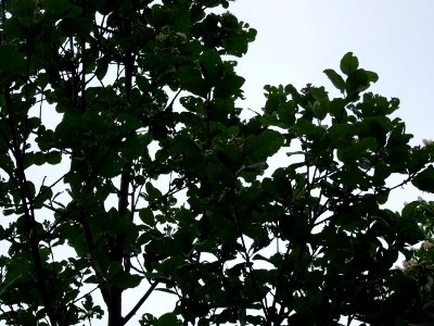 Feuilles et fleurs de l' Alisier blanc, Sorbus aria, Rosac… 