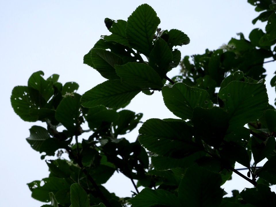 Feuilles de l' Alisier blanc, Sorbus aria, Rosacées 