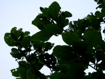 Feuilles de l' Alisier blanc, Sorbus aria, Rosacées 