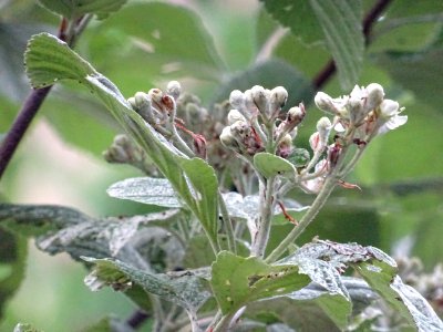 Feuilles et fleurs de l' Alisier blanc, Sorbus aria, Rosac… 