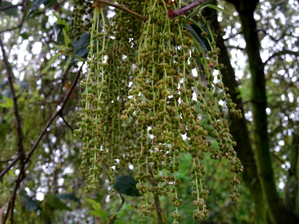 Feuilles et châtons pendants de Chêne hispanique, Quercus … 