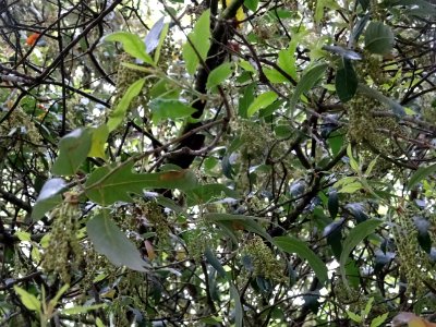 Feuilles et châtons pendants de Chêne hispanique, Quercus … 