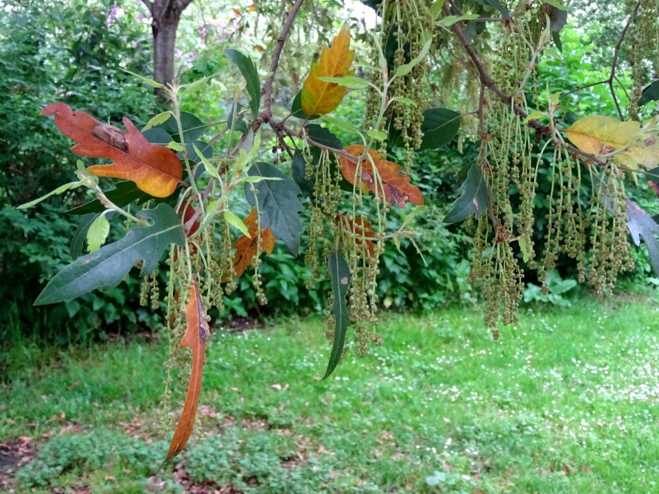 Feuilles et châtons pendants de Chêne hispanique, Quercus … 
