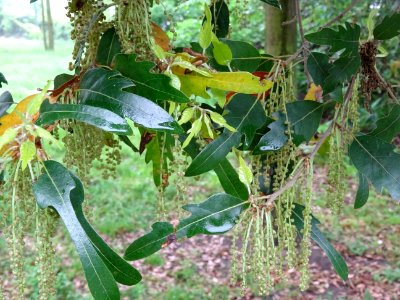 Feuilles et châtons pendants de Chêne hispanique, Quercus … 