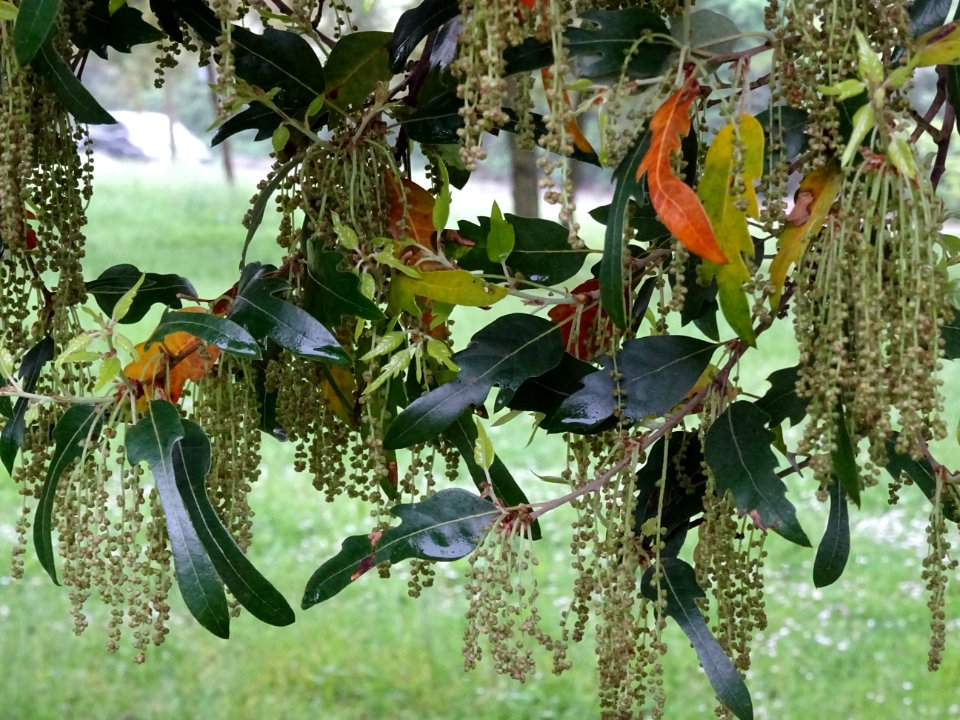 Feuilles et châtons pendants de Chêne hispanique, Quercus … 