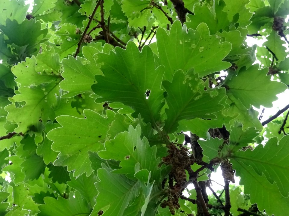 Feuilles vues par en dessous du Chêne denté ou chêne daimy… 