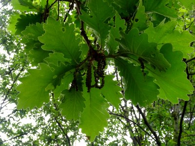 Feuilles vues par en dessous du Chêne denté ou chêne daimy… 