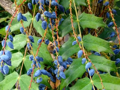 Baies bleues de l'an dernier du Mahonia bealei, Mahonia be… 