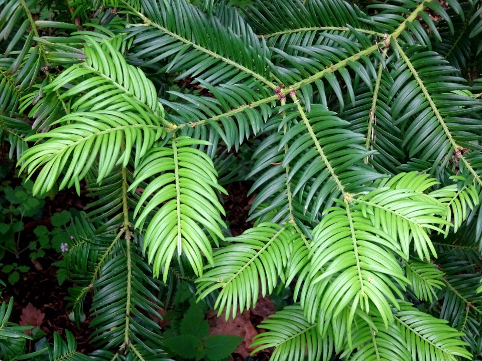 Rameaux de l' If commun , Taxus baccata, Taxacées 