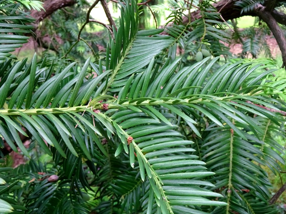 Rameaux de l' If commun , Taxus baccata, Taxacées 