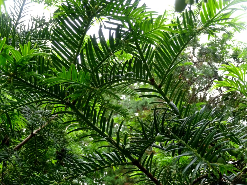 Rameaux de l' If commun , Taxus baccata, Taxacées 