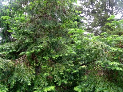 If commun , Taxus baccata, Taxacées 
