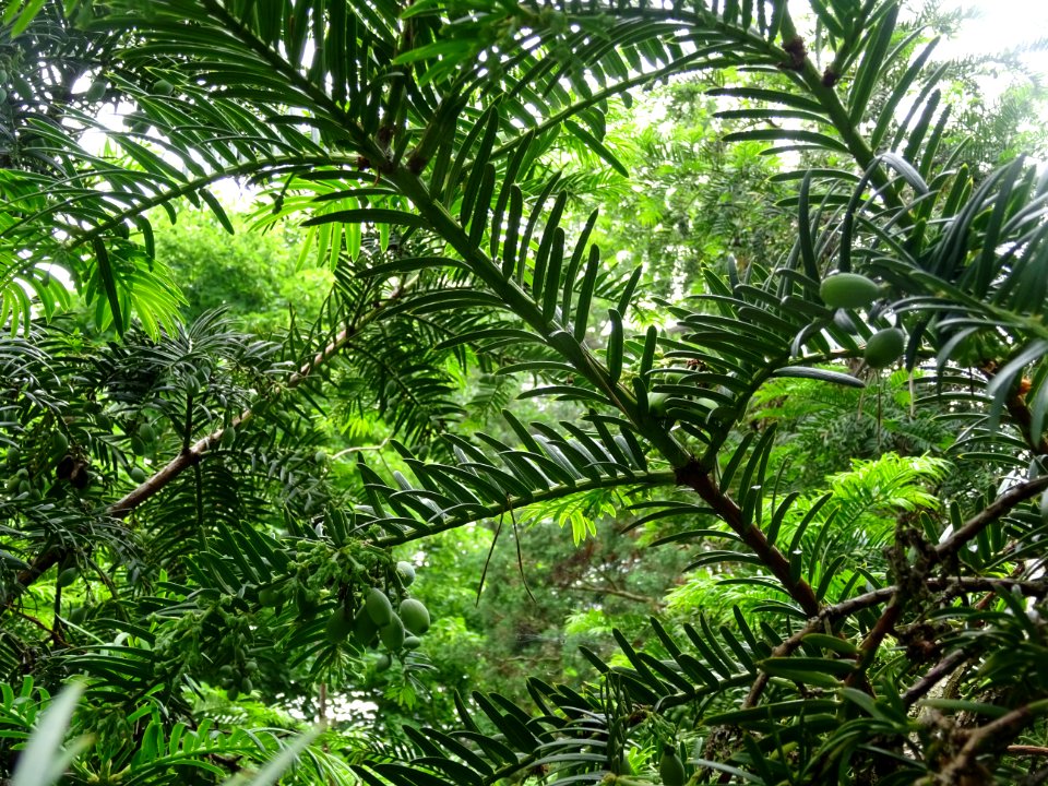Rameaux de l' If commun , Taxus baccata, Taxacées 