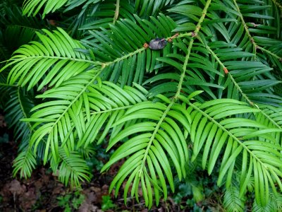 Rameaux de l' If commun , Taxus baccata, Taxacées 