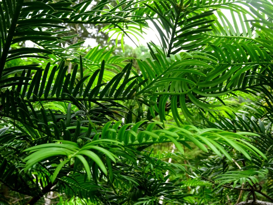 Rameaux de l' If commun , Taxus baccata, Taxacées 