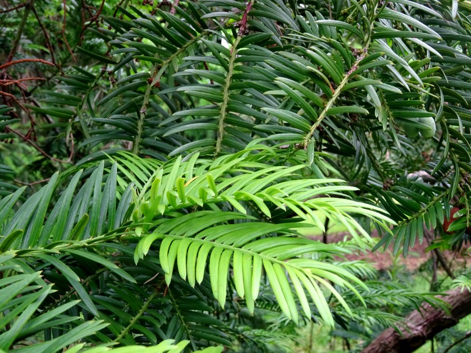 Rameaux de l' If commun , Taxus baccata, Taxacées 
