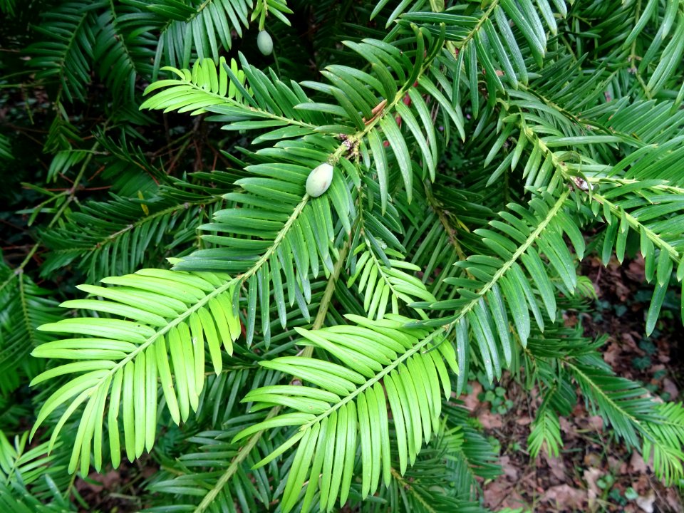 Arilles encore vertes de l' If commun , Taxus baccata, Tax… 