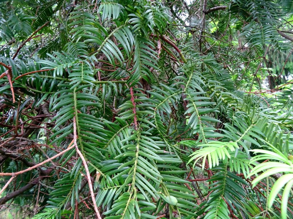 Rameaux de l' If commun , Taxus baccata, Taxacées 